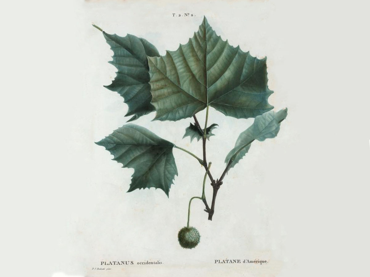 Платан — Platanus occidentalis