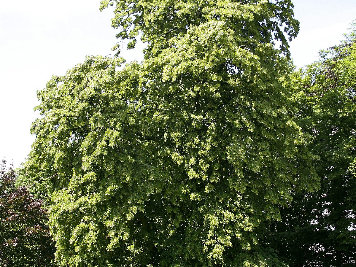 Сребролистна липа — Tilia tomentosa