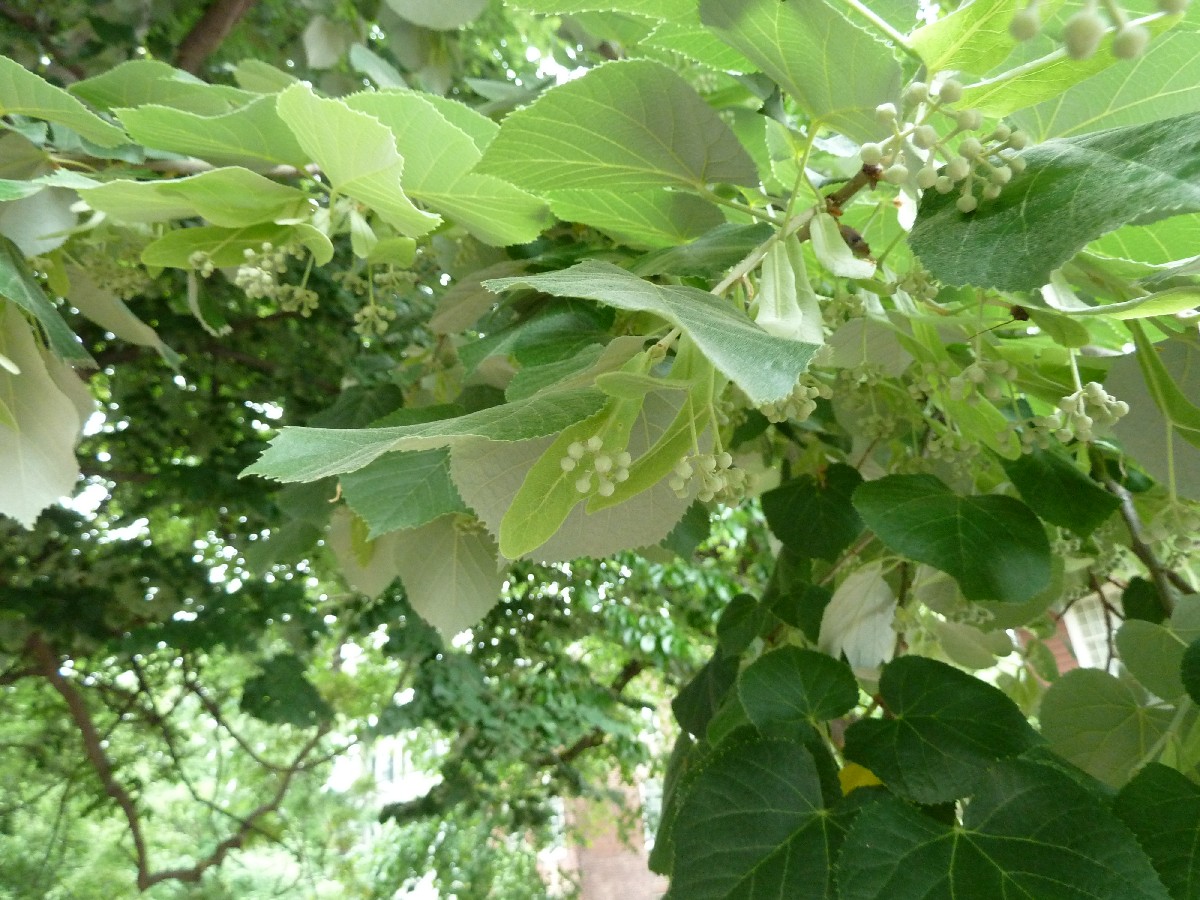 Сребролистна липа — Tilia tomentosa