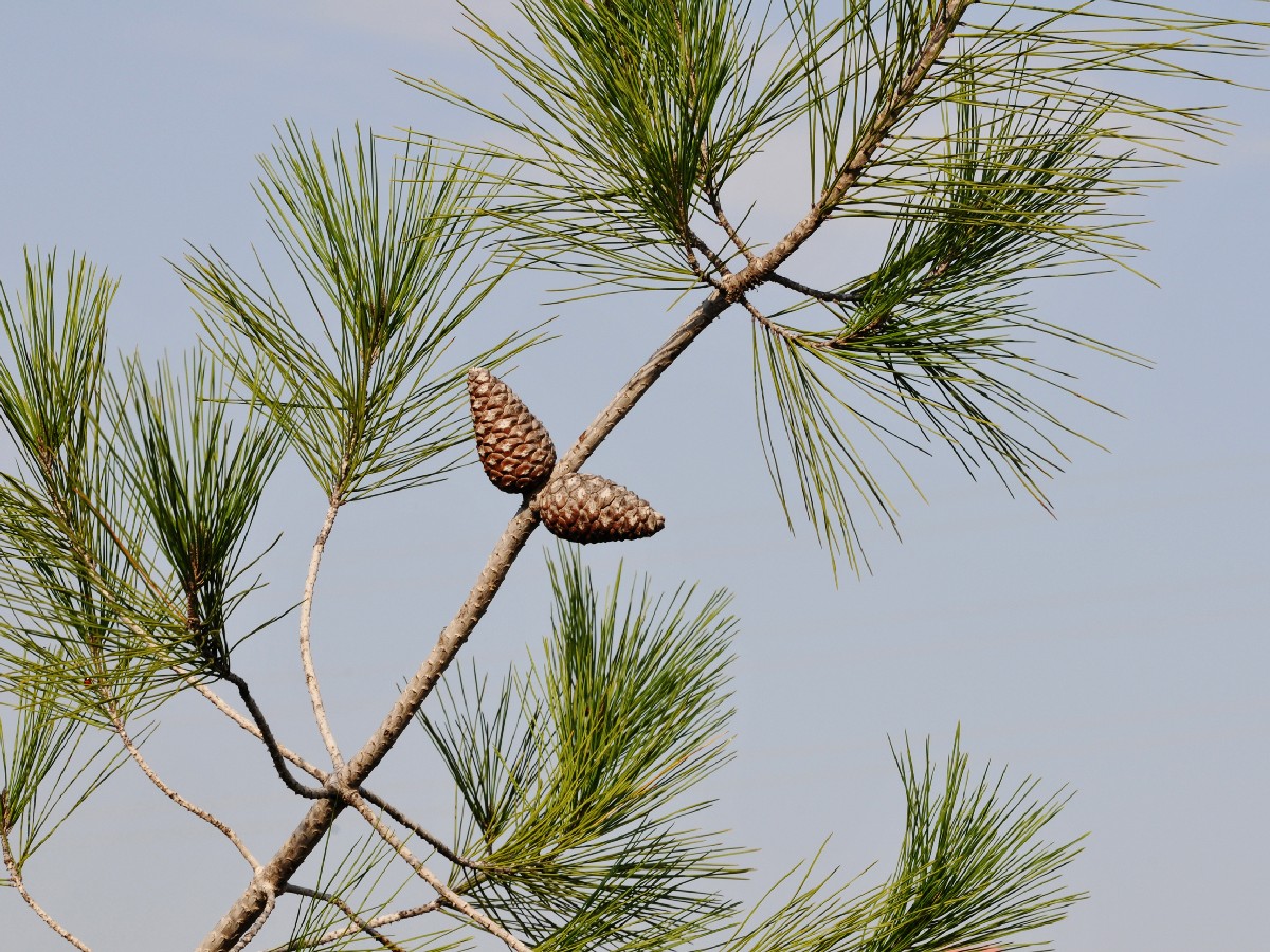 Калабрийски бор — Pinus brutia