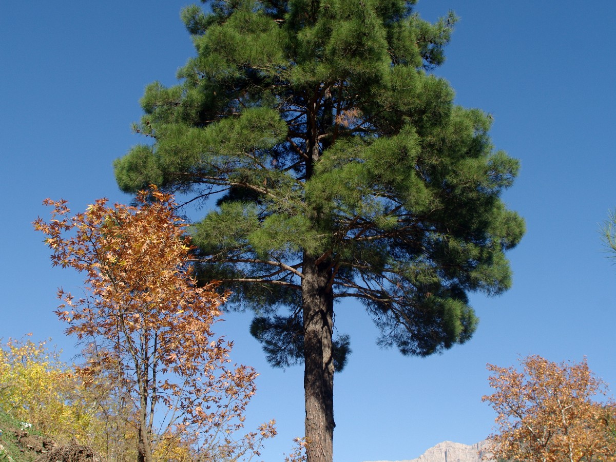 Калабрийски бор — Pinus brutia
