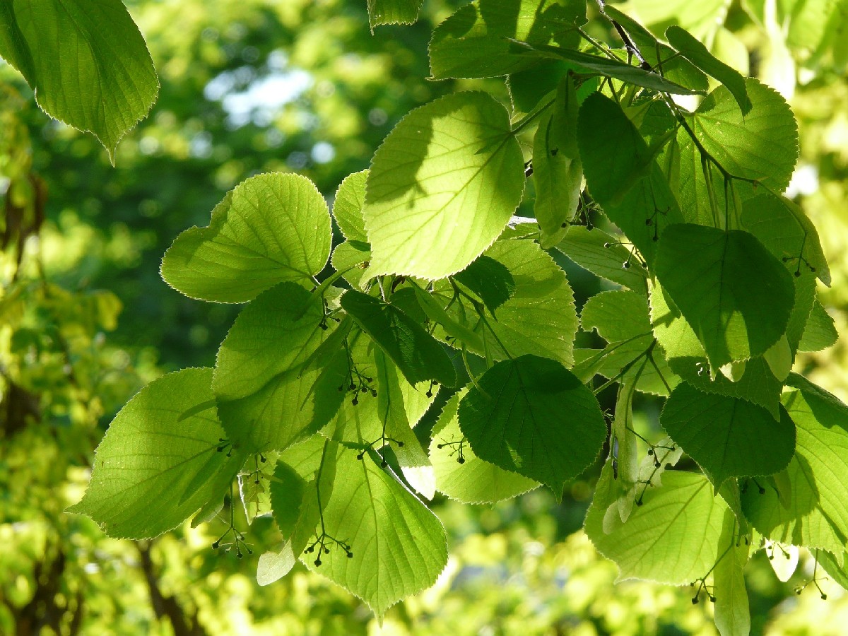Дребнолистна липа — Tilia cordata