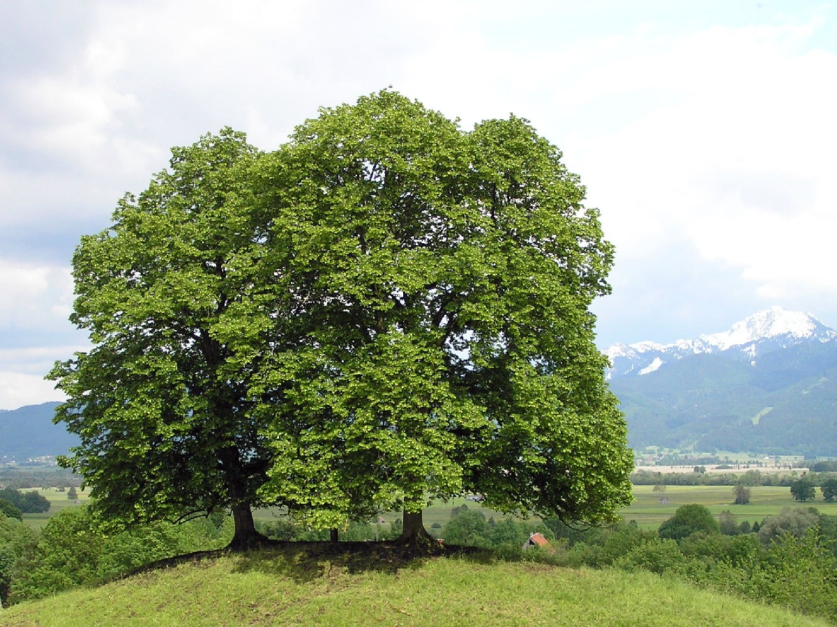 Дребнолистна липа — Tilia cordata