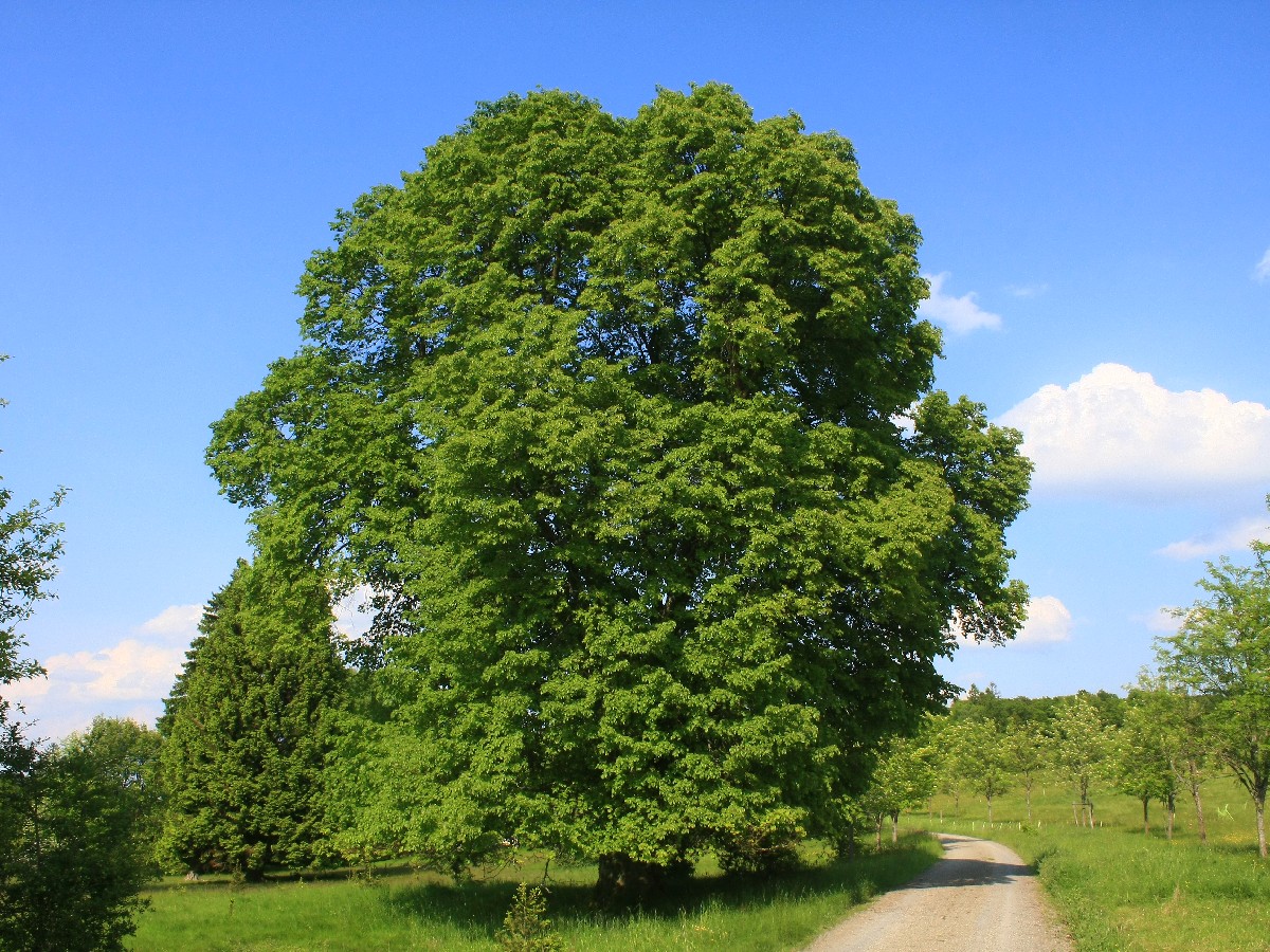 Едролистна липа — Tilia platyphyllos