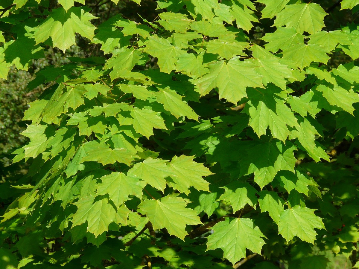 Шестил — Acer platanoides