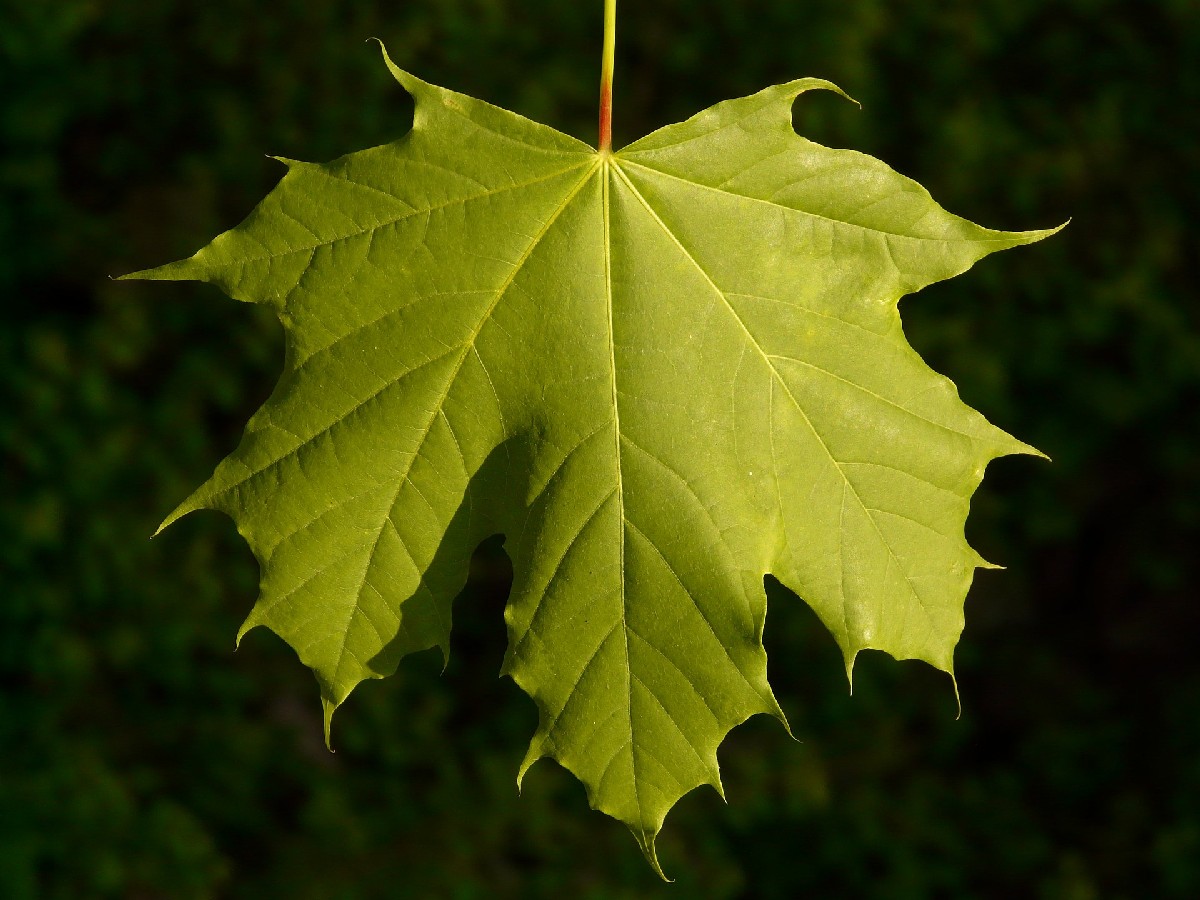 Шестил — Acer platanoides