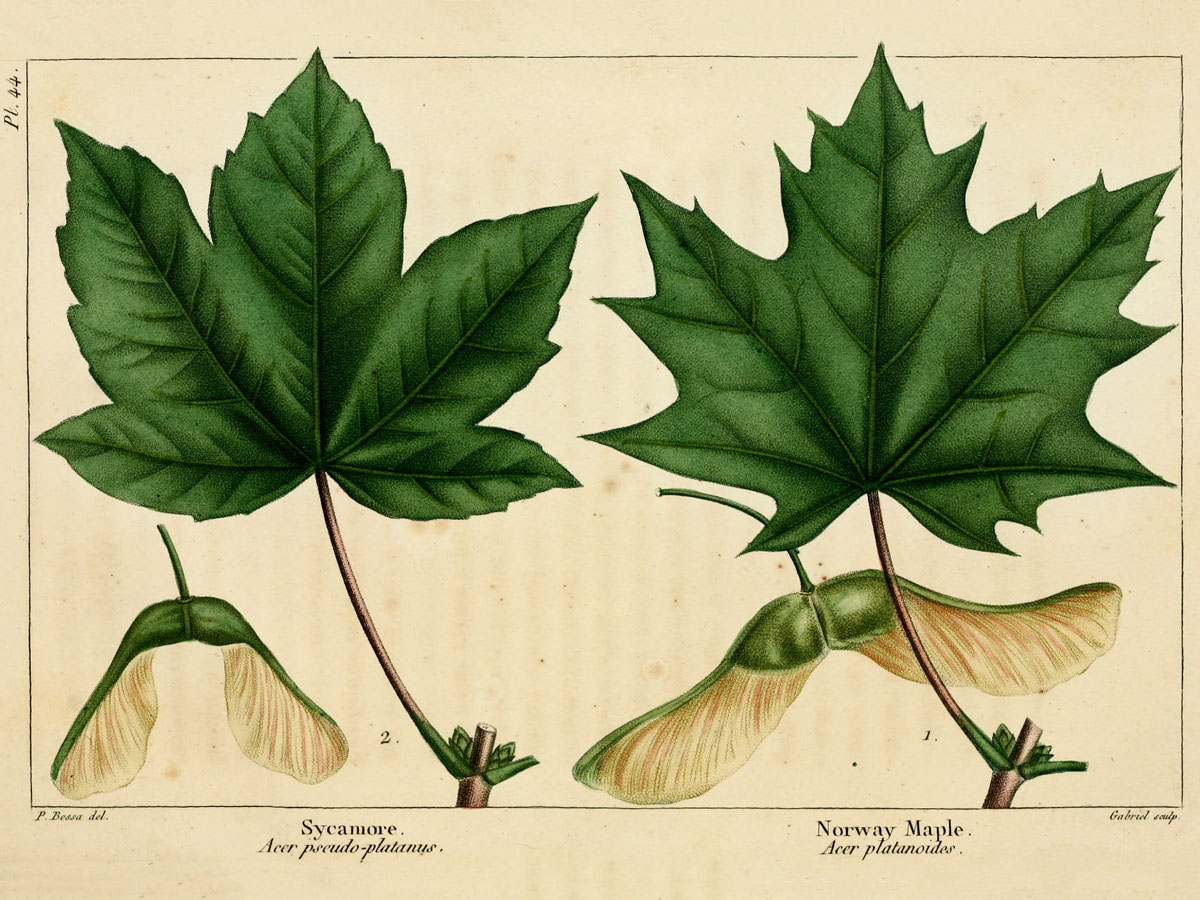 Явор — Acer pseudoplatanus