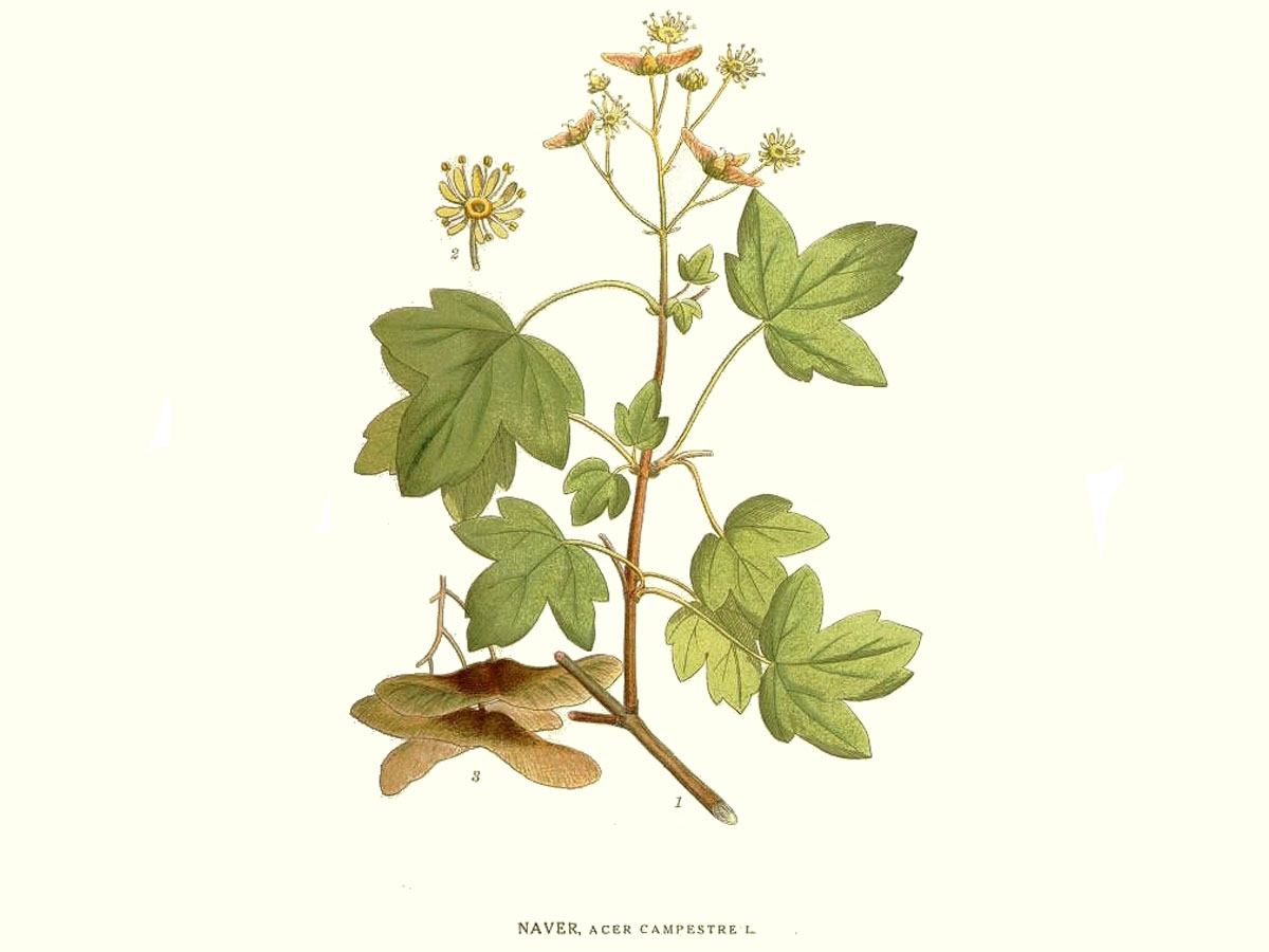 Полски клен — Acer campestre