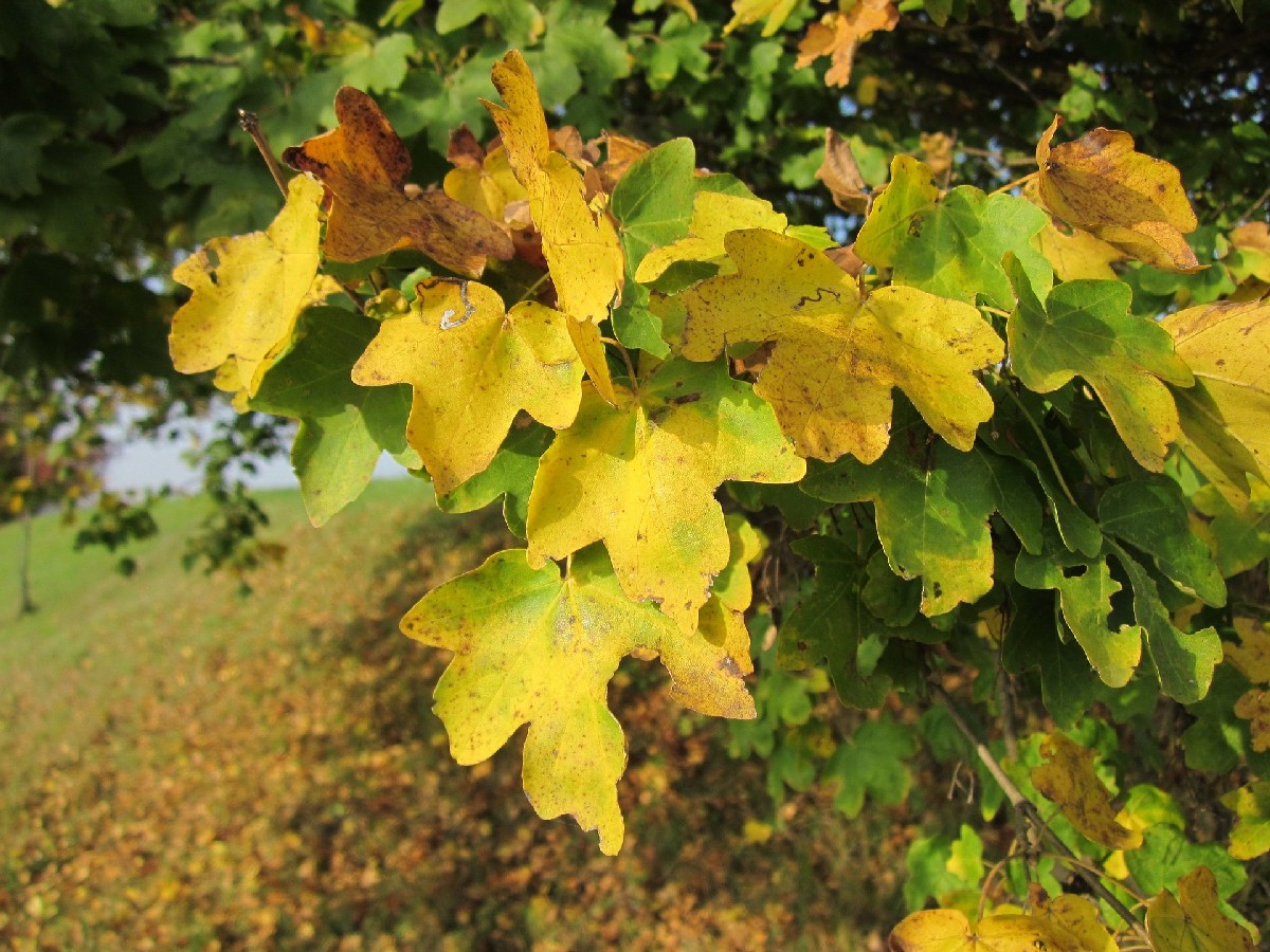 Полски клен — Acer campestre