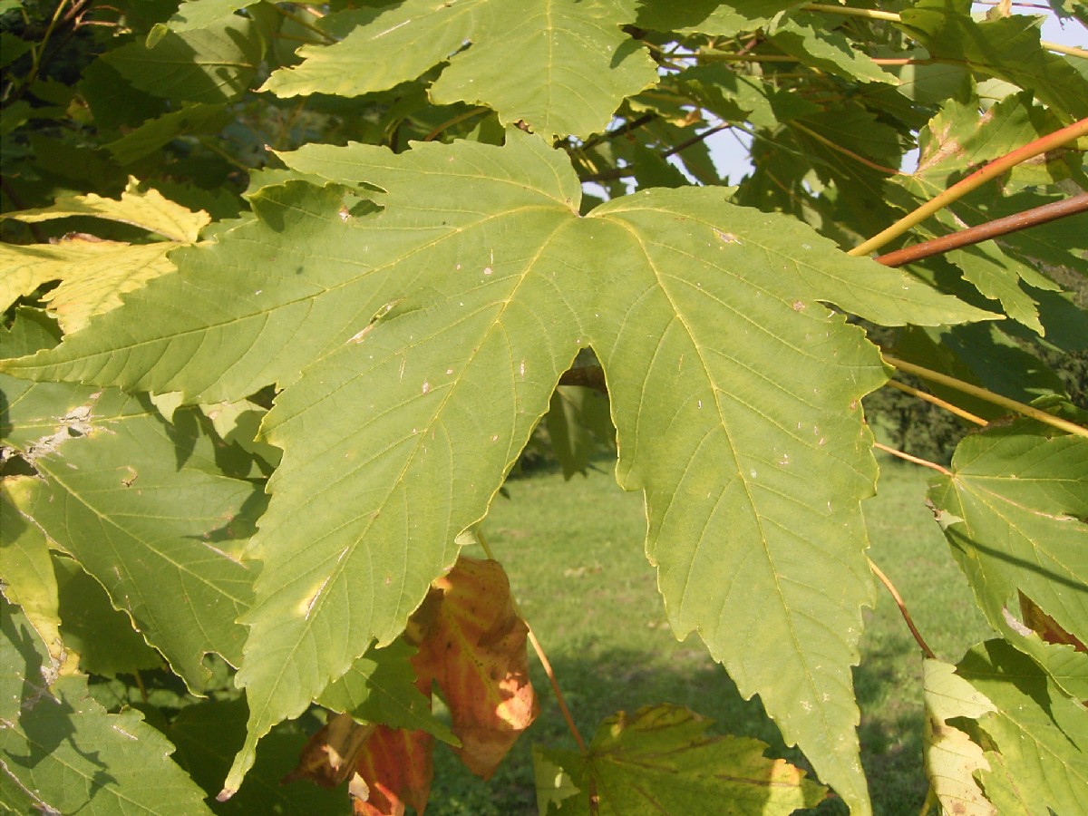 Планински явор — Acer heldreichii