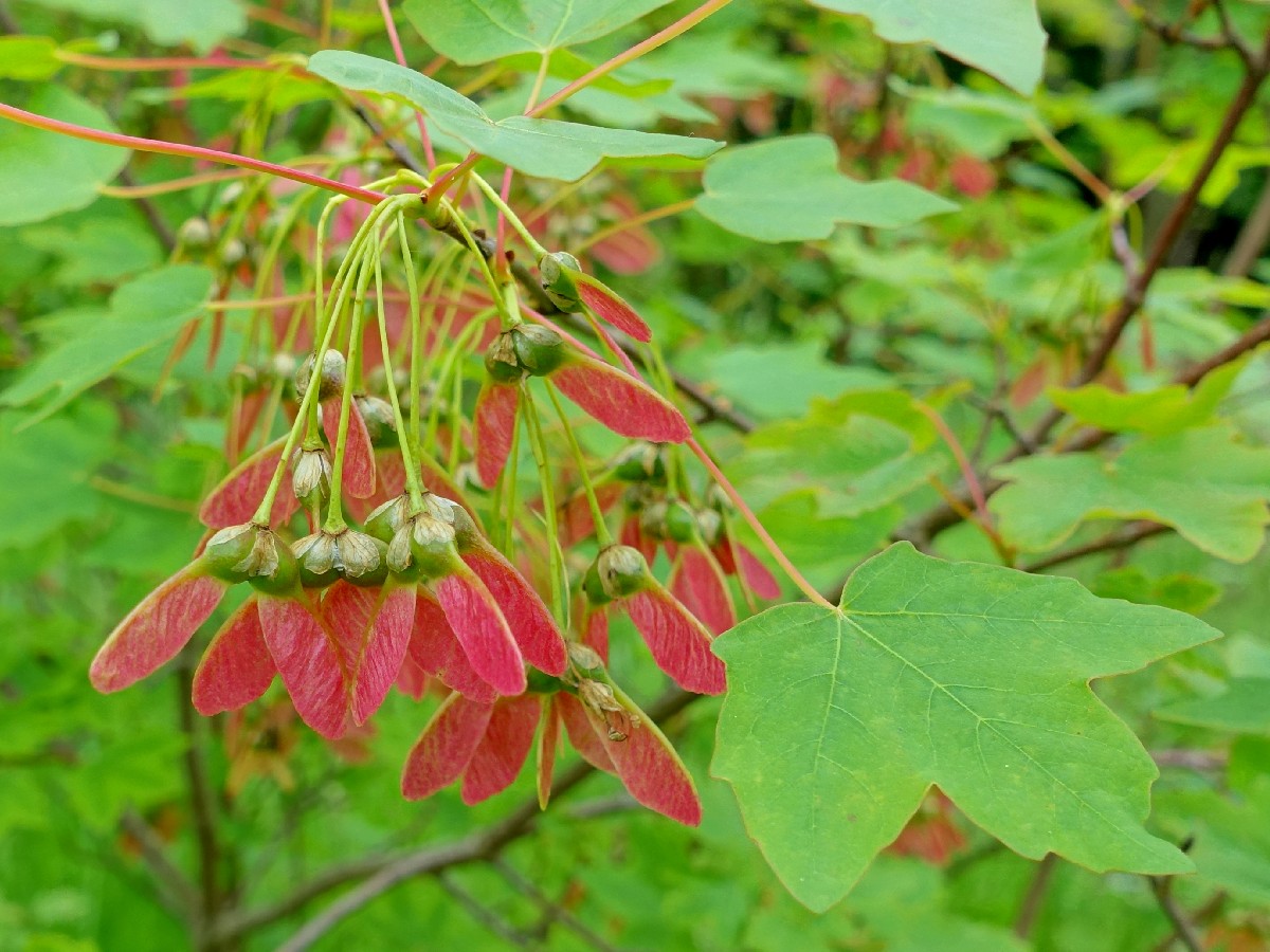 Хиркански явор — Acer hyrcanum