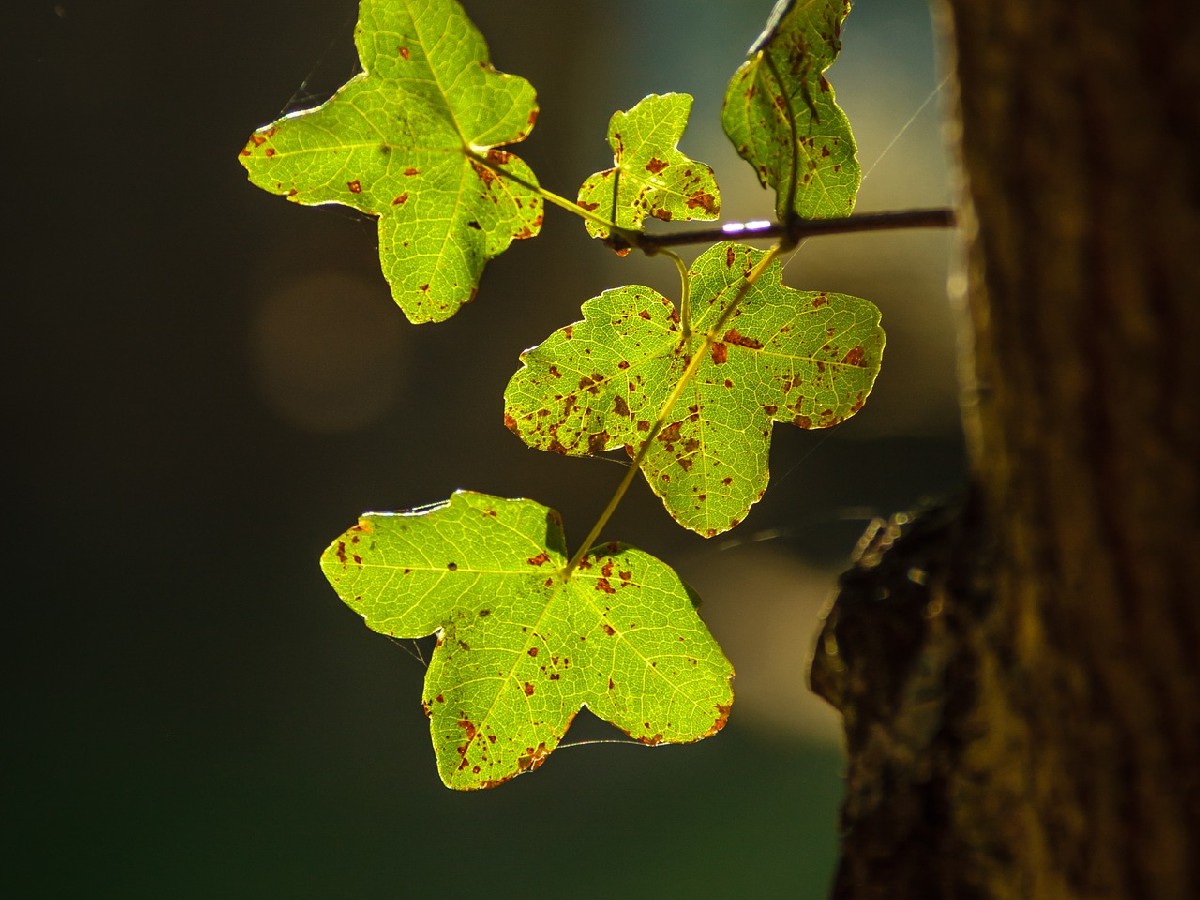 Маклен — Acer monspessulanum