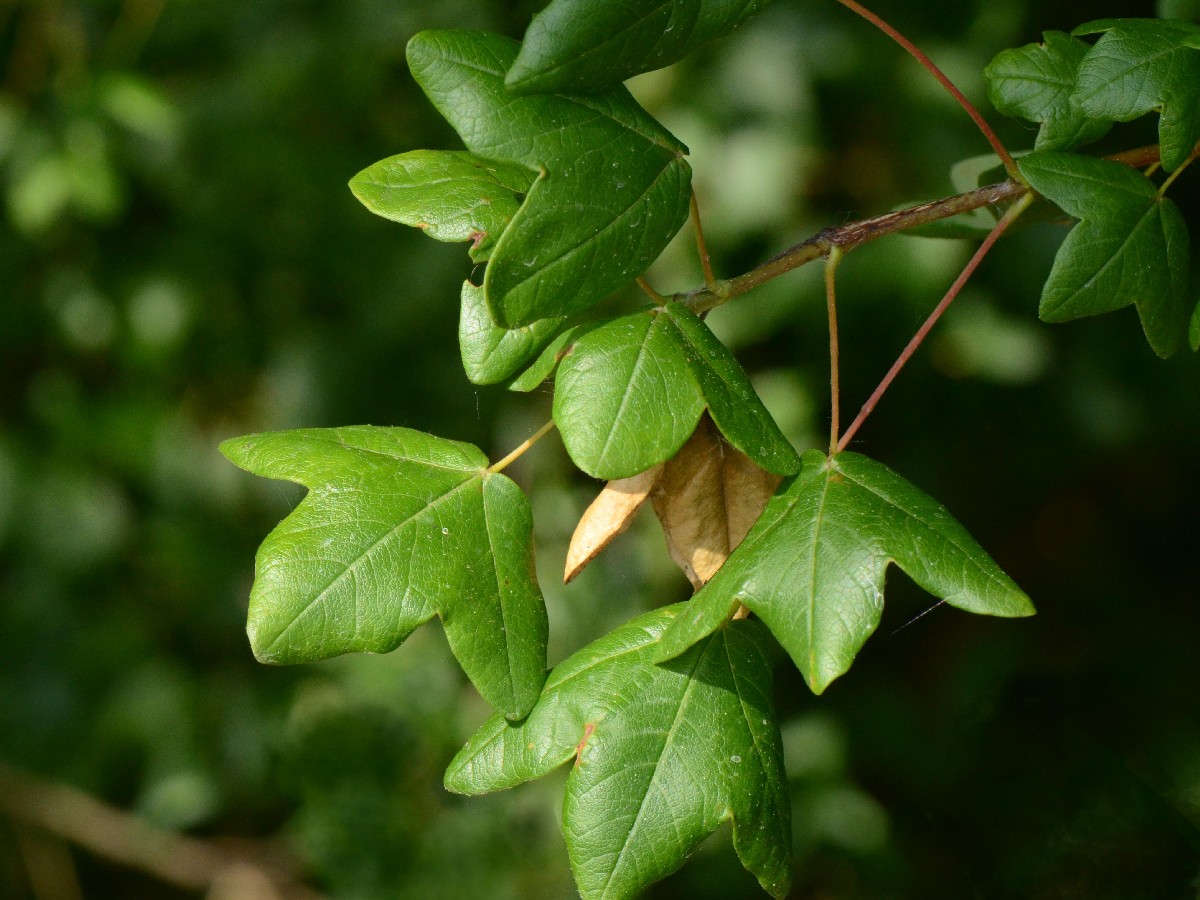 Маклен — Acer monspessulanum