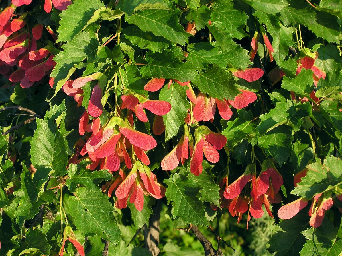 Мекиш — Acer tataricum