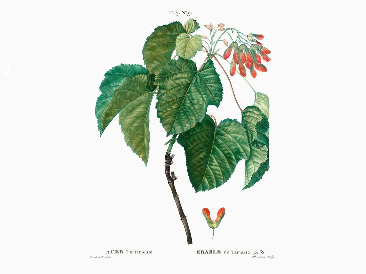 Мекиш — Acer tataricum