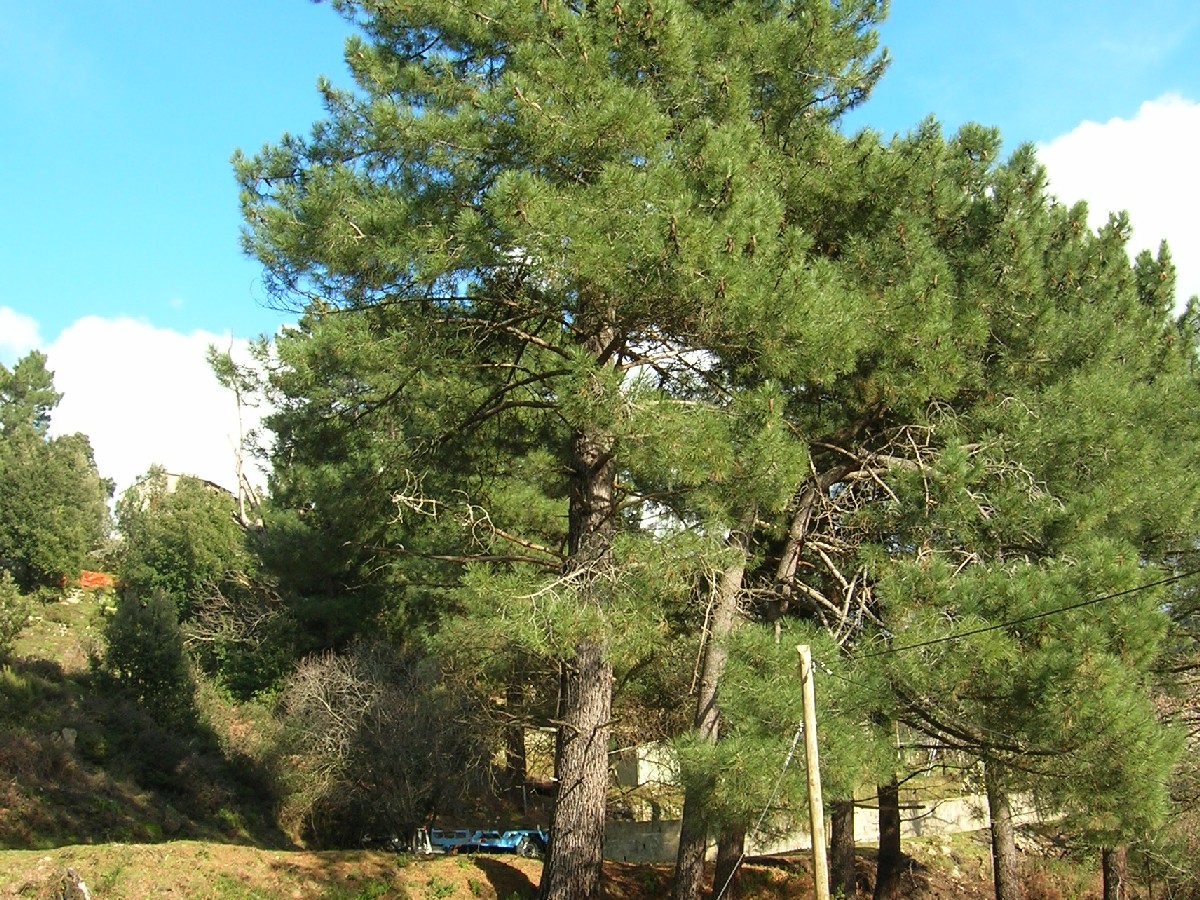 Морски бор — Pinus pinaster