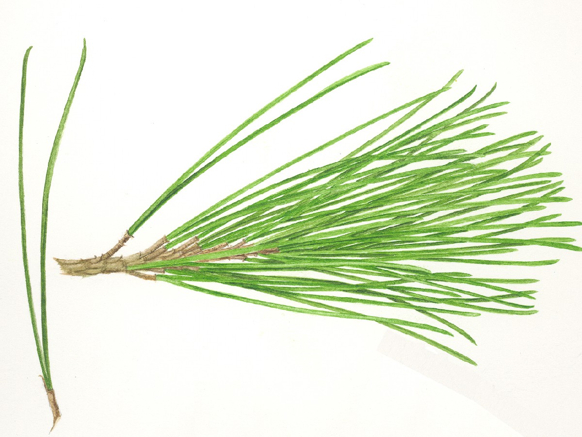 Морски бор — Pinus pinaster