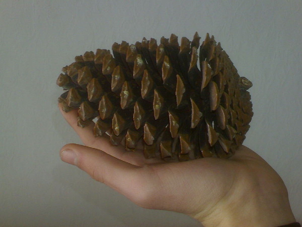 Морски бор — Pinus pinaster