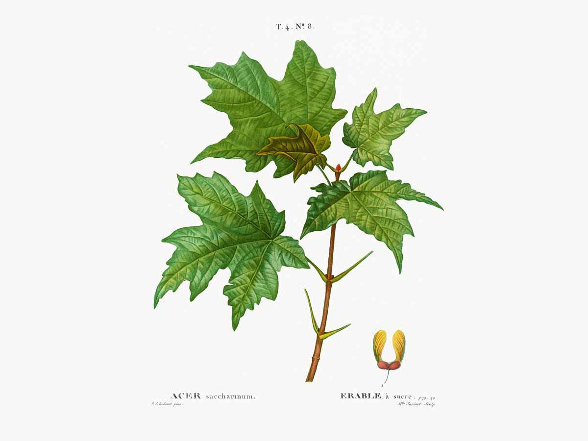 Сребрист явор — Acer saccharinum