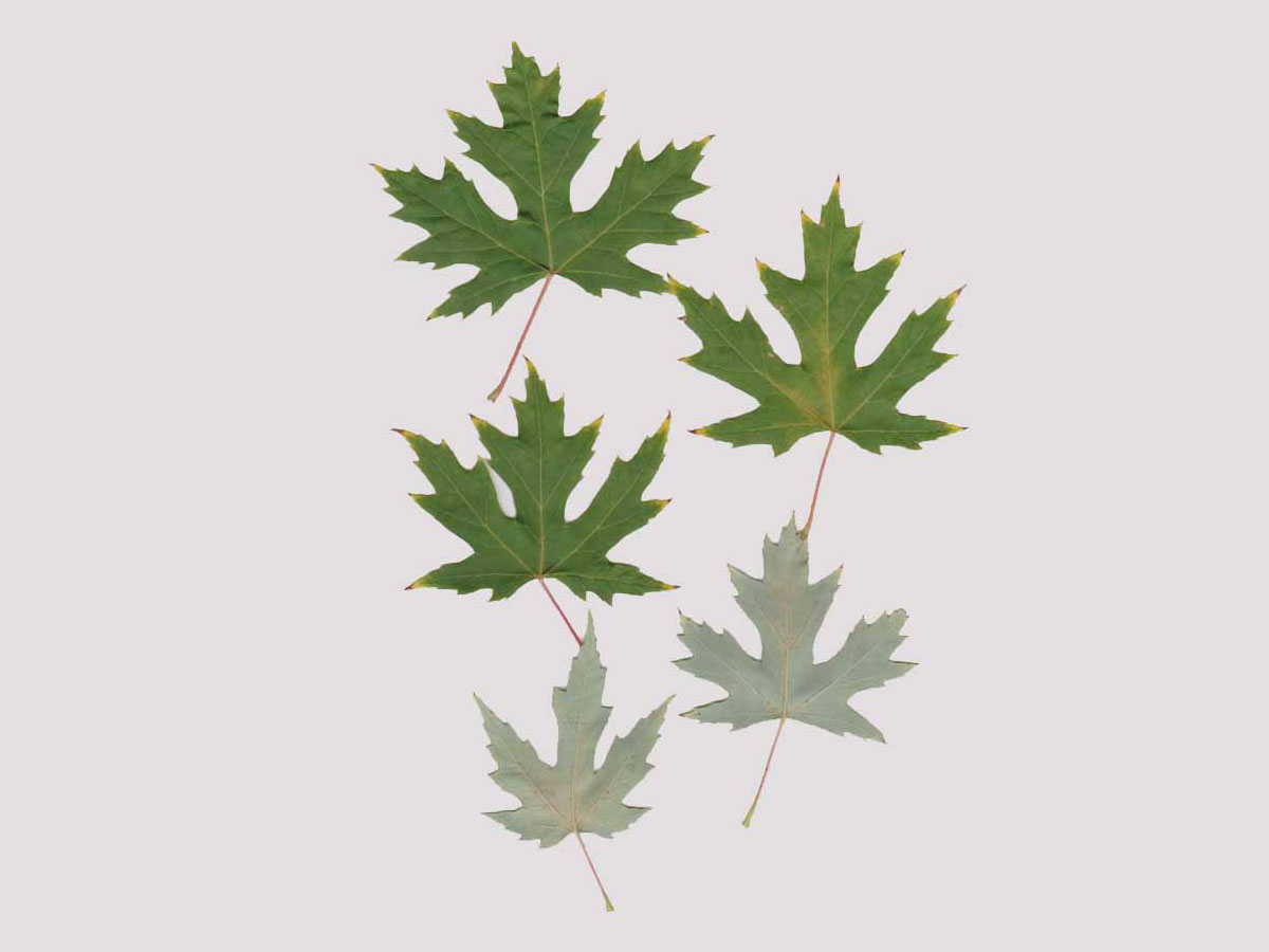 Сребрист явор — Acer saccharinum