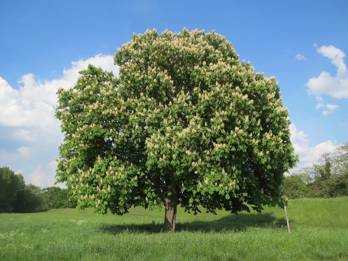 Конски кестен — Aesculus hippocastanum
