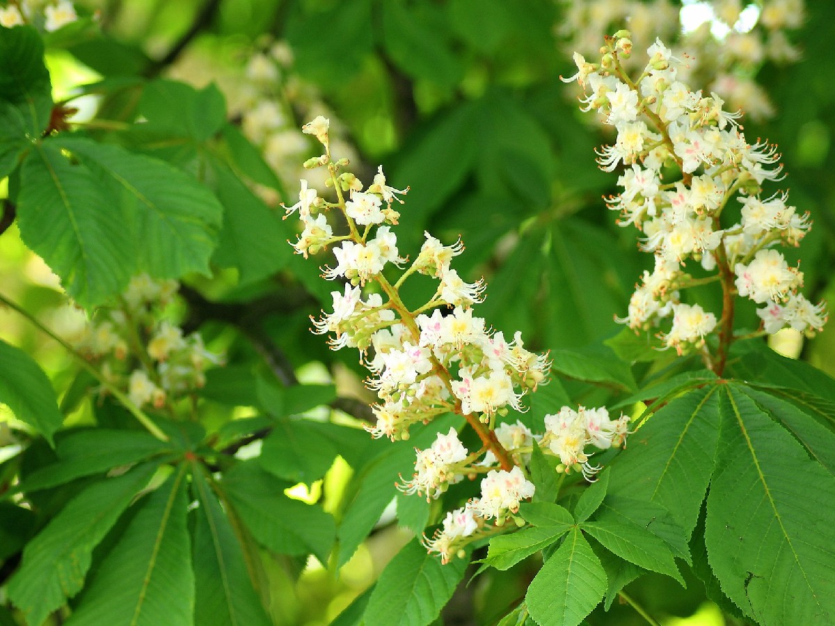 Конски кестен — Aesculus hippocastanum