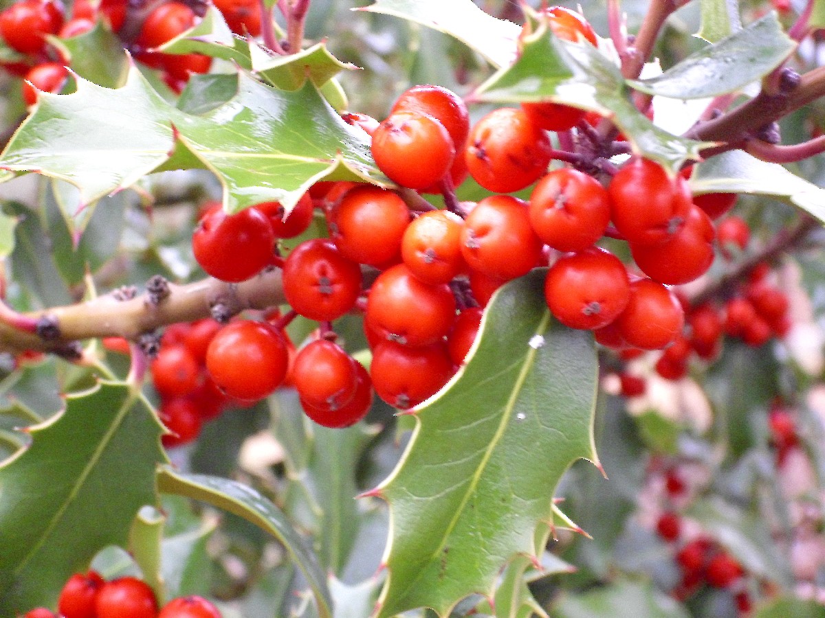 Джел — Ilex aquifolium