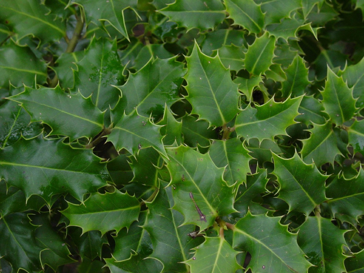 Джел — Ilex aquifolium