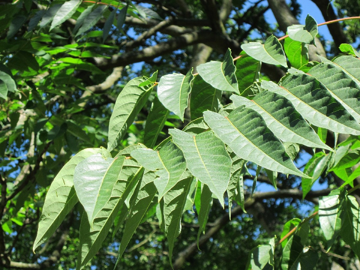 Айлант — Ailanthus altissima
