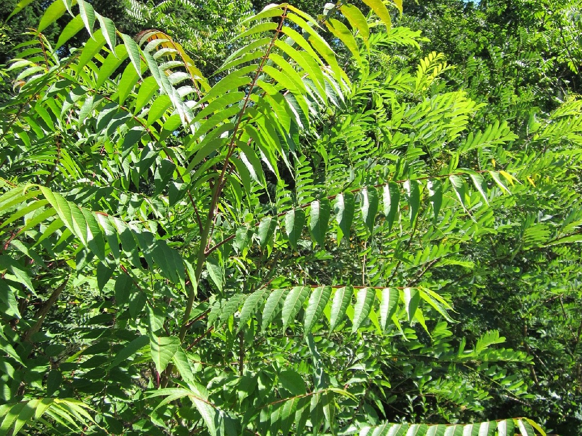 Айлант — Ailanthus altissima