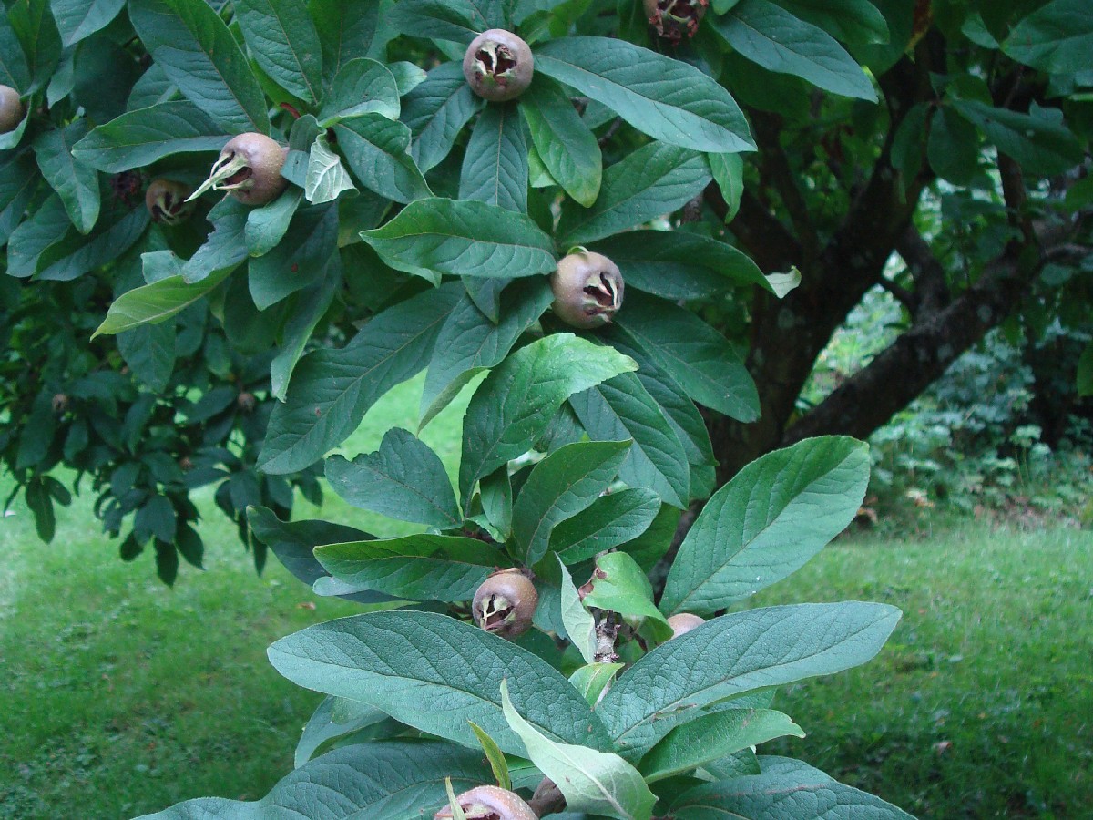 Мушмула — Mespilus germanica