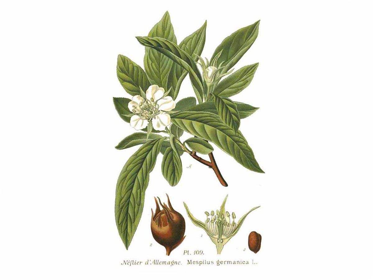 Мушмула — Mespilus germanica