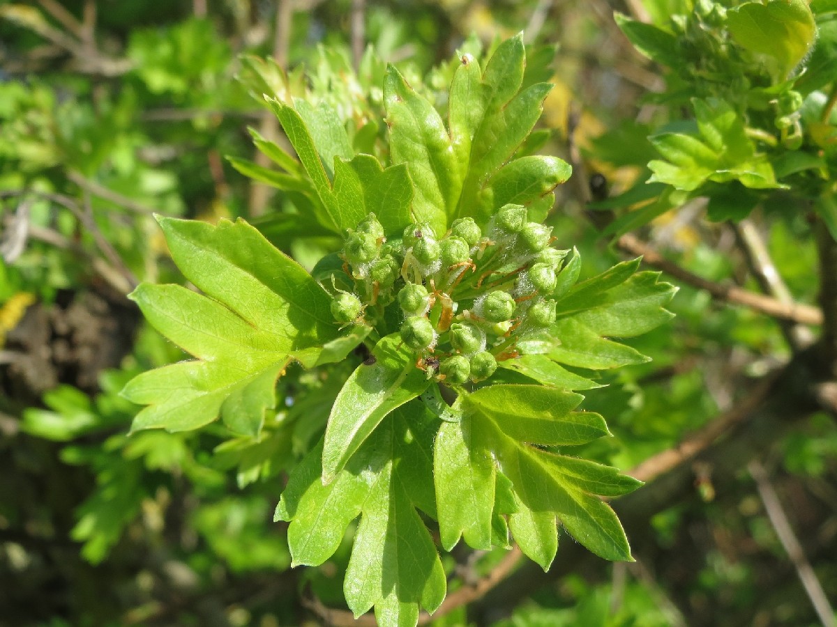 Глог — Crataegus monogyna