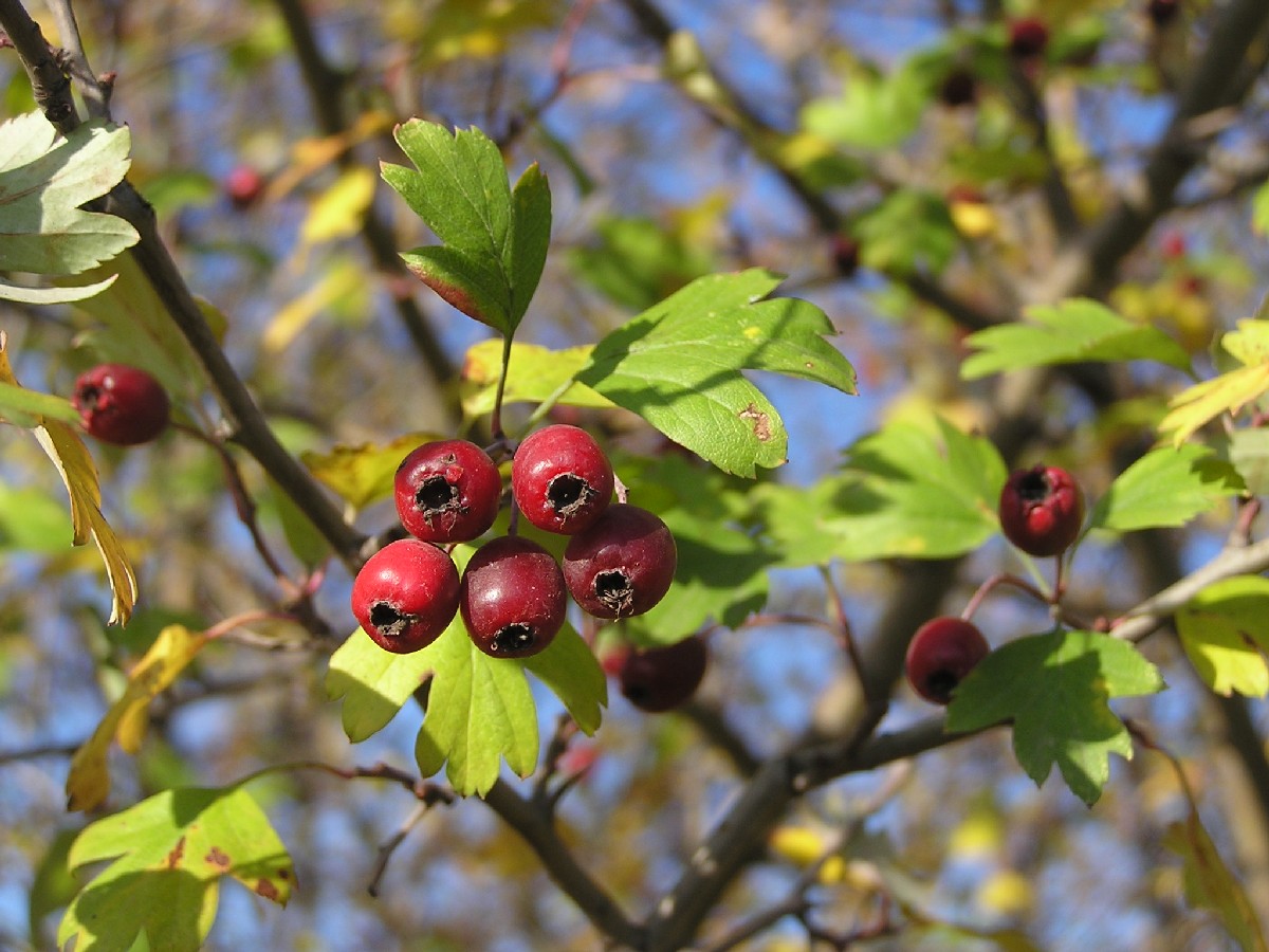 Глог — Crataegus monogyna
