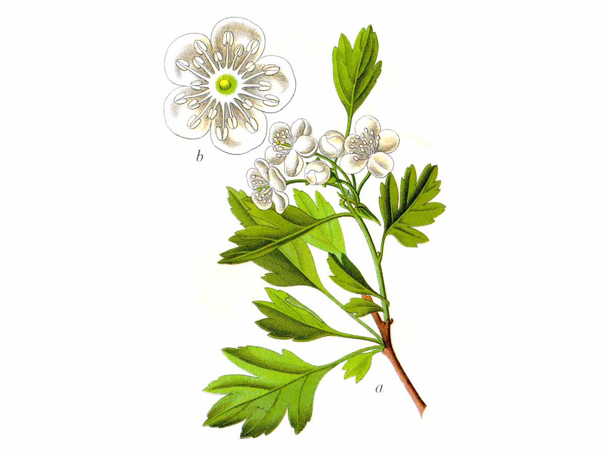 Глог — Crataegus monogyna