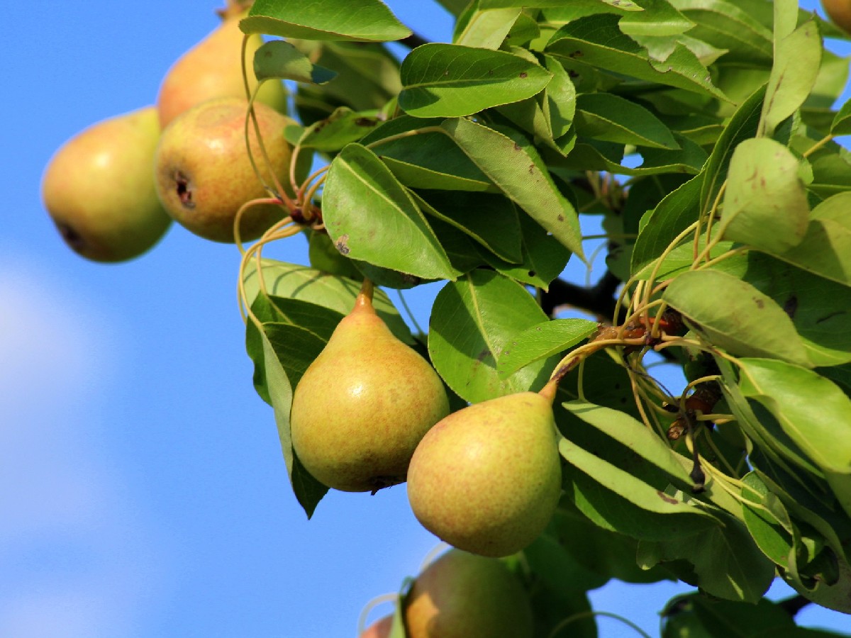 Круша — Pyrus communis