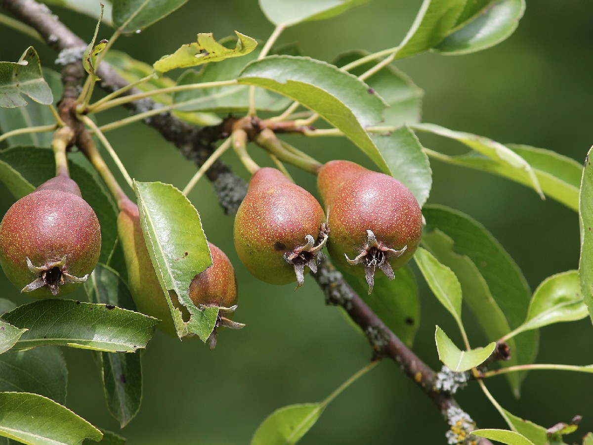 Круша — Pyrus communis