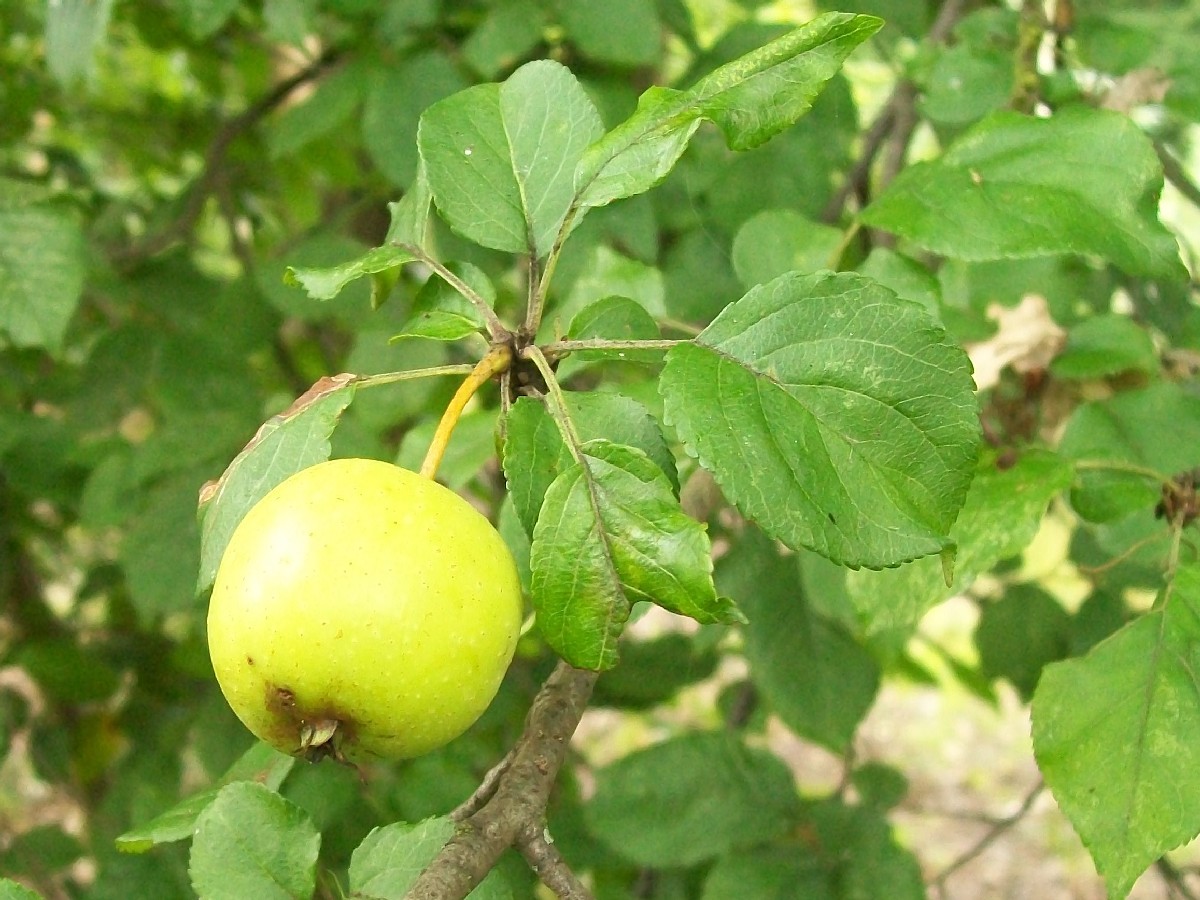 Киселица — Malus sylvestris