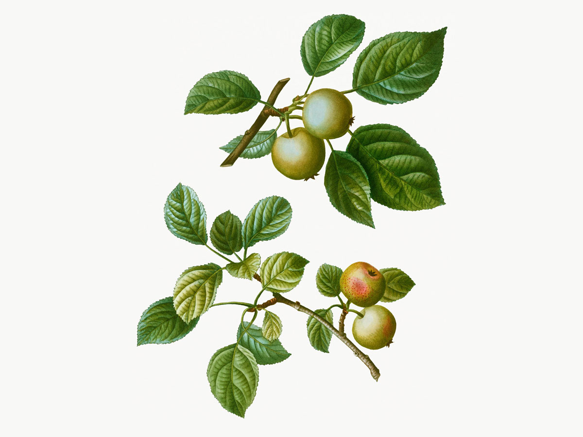 Киселица — Malus sylvestris